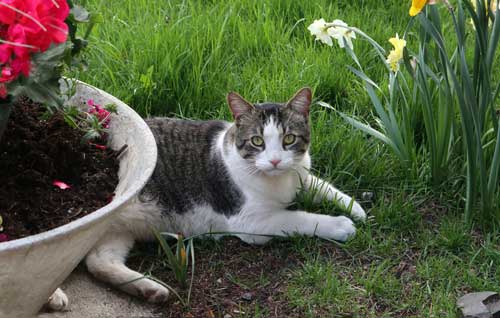 gato-en-jardin